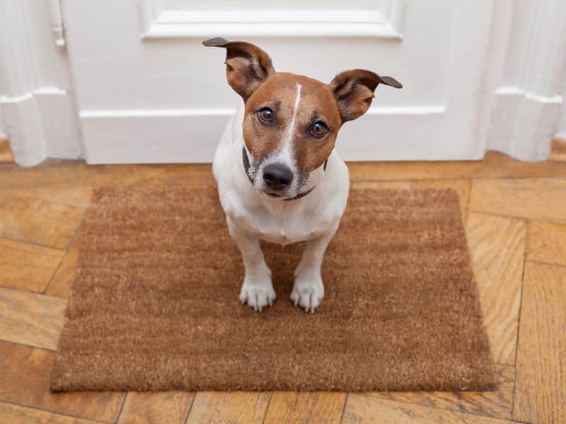 Dog,Welcome,Home,On,Brown,Mat